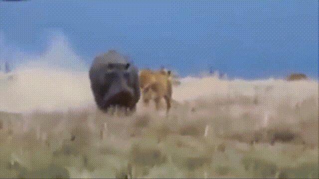 河马最怕什么凶猛的食肉动物,大型尼罗鳄与河马共存