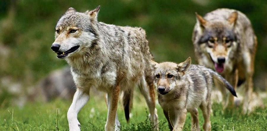 狼群中只有狼妻才可以繁殖后代吗,狼群里面只有狼王才可以配合吗