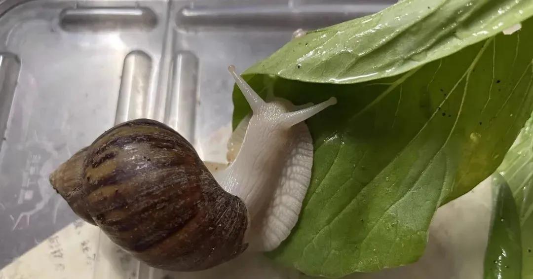 通过孵蛋学到了什么,第一次尝试孵蛋