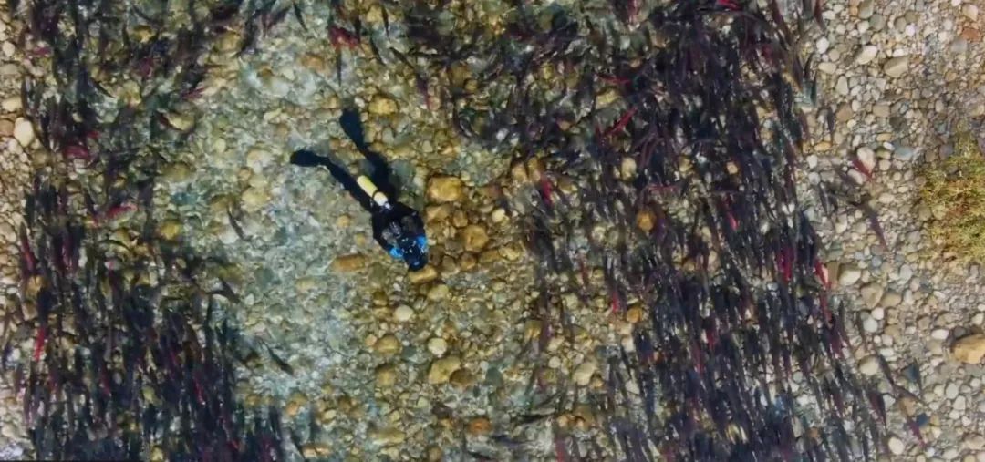 原来它们也有“性丑闻”,这片看完让我大开眼界