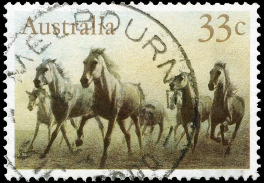 澳大利亚野马泛滥成灾,澳大利亚野马现状