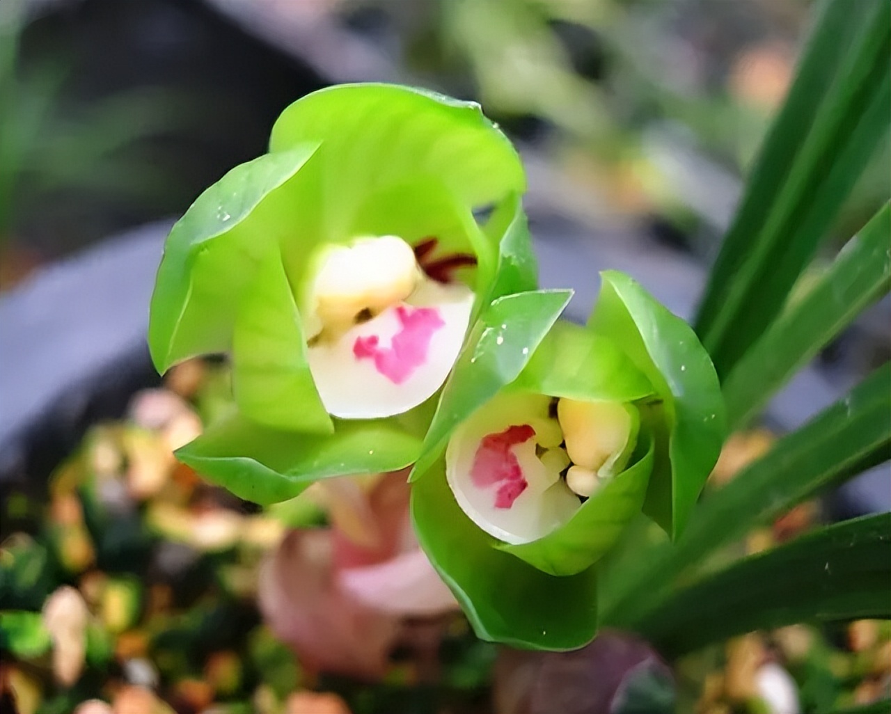 春兰皇后绿云引种苗图片,春兰皇后绿云来历