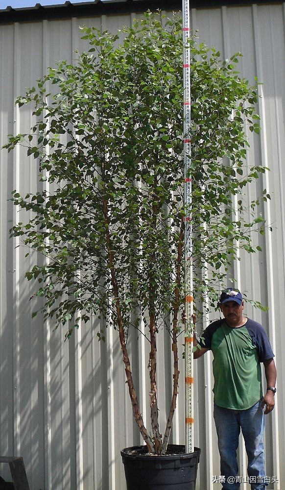 荒山种什么树木经济效益好,荒山种植什么最赚钱