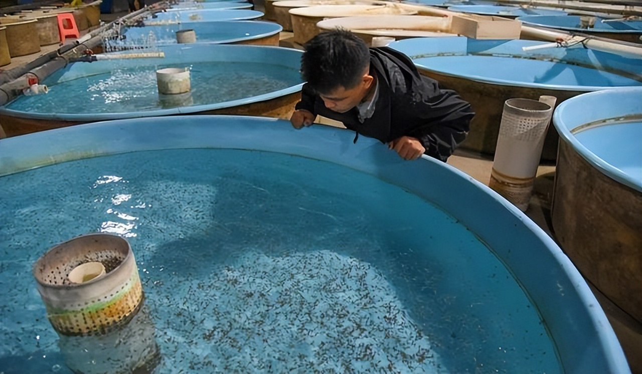 中华鲟为什么放生长江,放生中华鲟现状