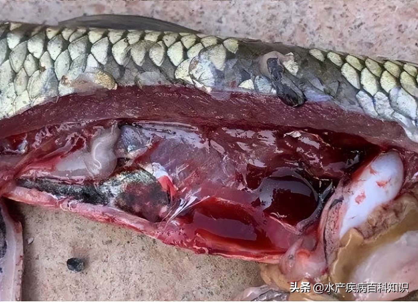草鱼苗为何会全身发黑然后死亡,草鱼头部瘀血死亡