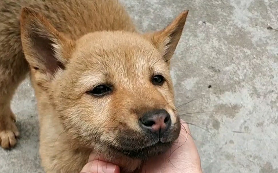 奉劝新手养狗别选这6种狗狗,这些养狗狗的诀窍你一定要知道