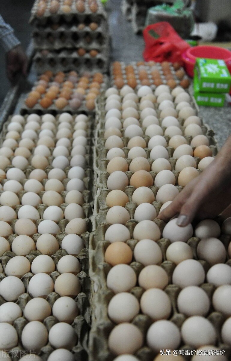 3月14日早间河北鸡蛋价格行情,今日鸡蛋价格河北鸡蛋还涨吗