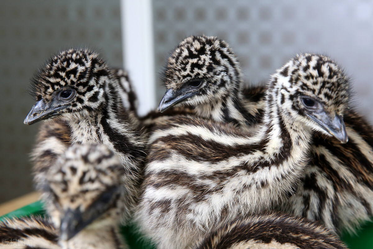 家禽病原体有哪些,家禽类病菌