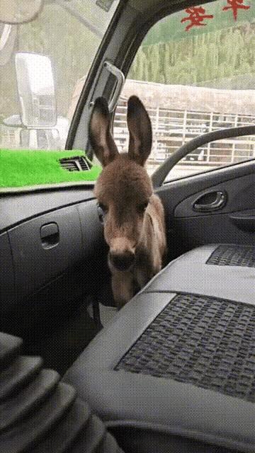 动物趣图2016,动物趣图视频大全