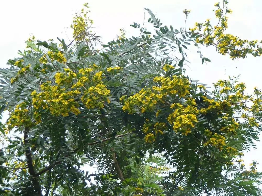 开花植物大全100种,实用分享30款小型开花树种介绍