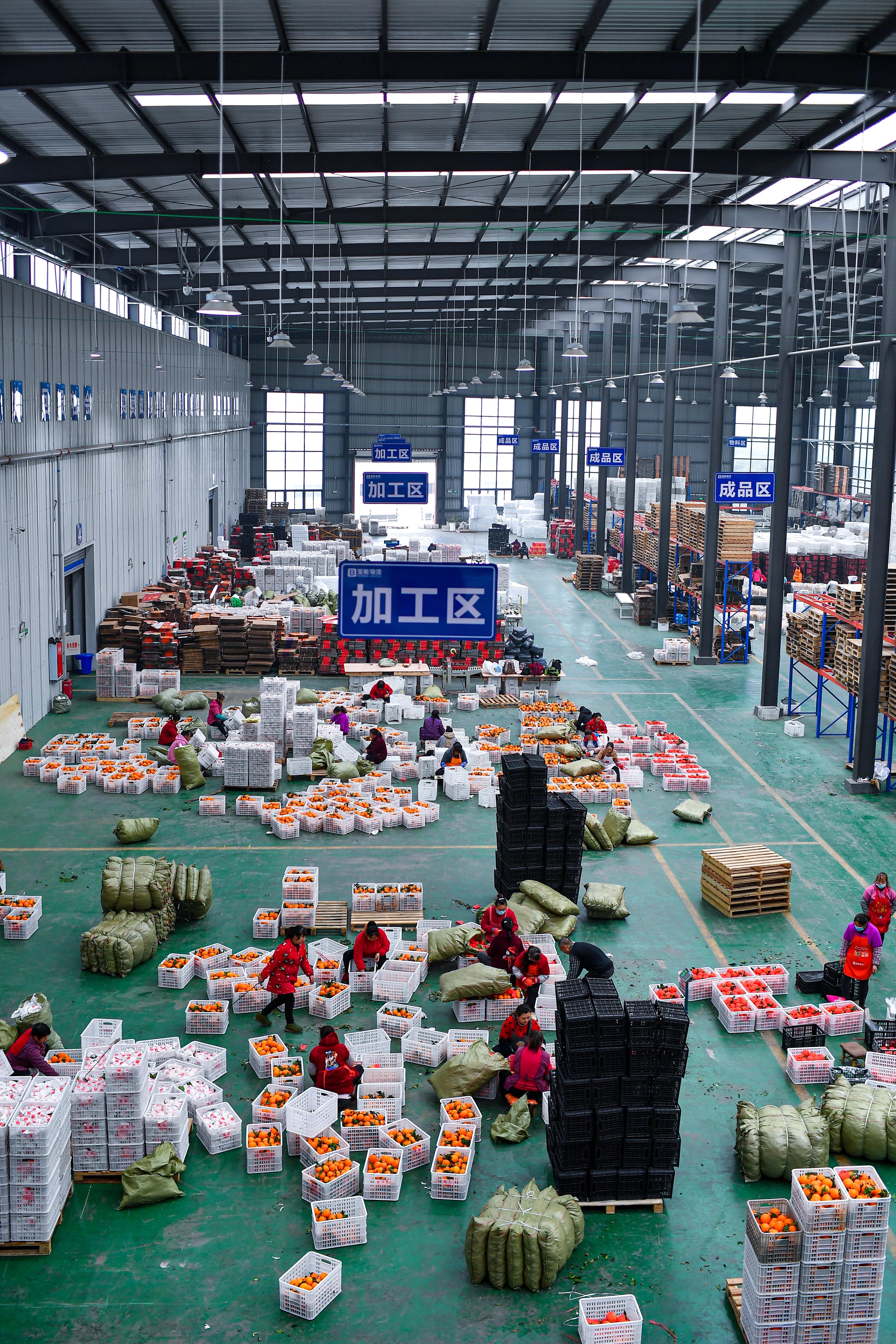 爱媛橙38号果冻橙树苗,爱媛38号果冻橙完整版