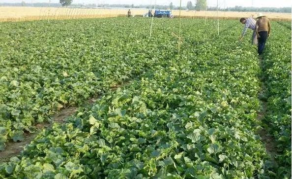 绿宝石香瓜一亩种植多少,青皮香瓜的种植技术