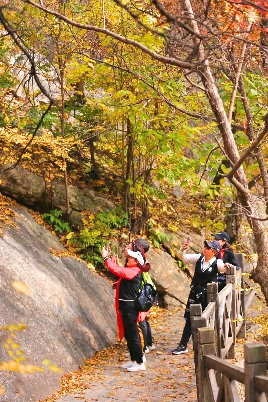 抓住秋天摘苹果,抓住秋天的尾巴赏红叶