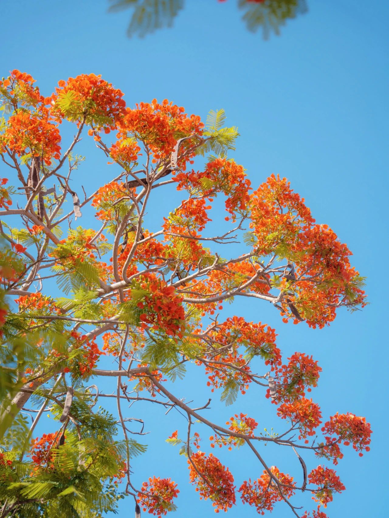 厦大蓝x凤凰花，何止灿烂！