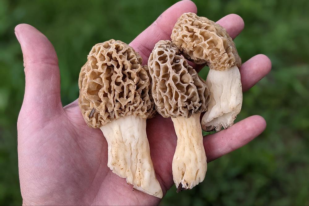 人工种植的羊肚菌多少钱一斤现在,人工种植羊肚菌目前价格