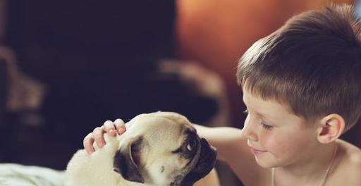 养好巴哥犬的5个技巧,养巴哥犬该注意些什么