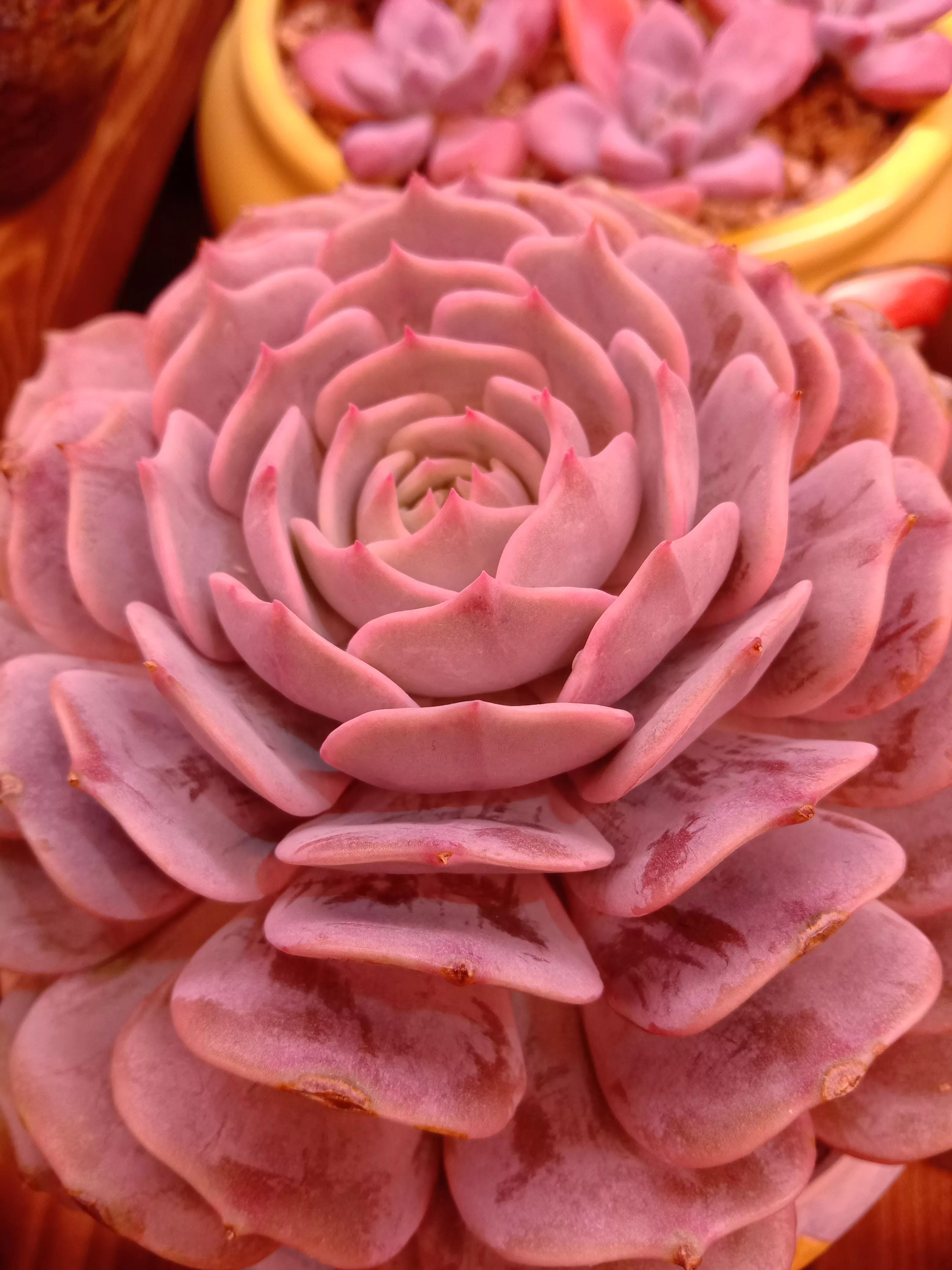 多肉吉娃娃徒长的图片,吉娃娃多肉怎么爆侧芽