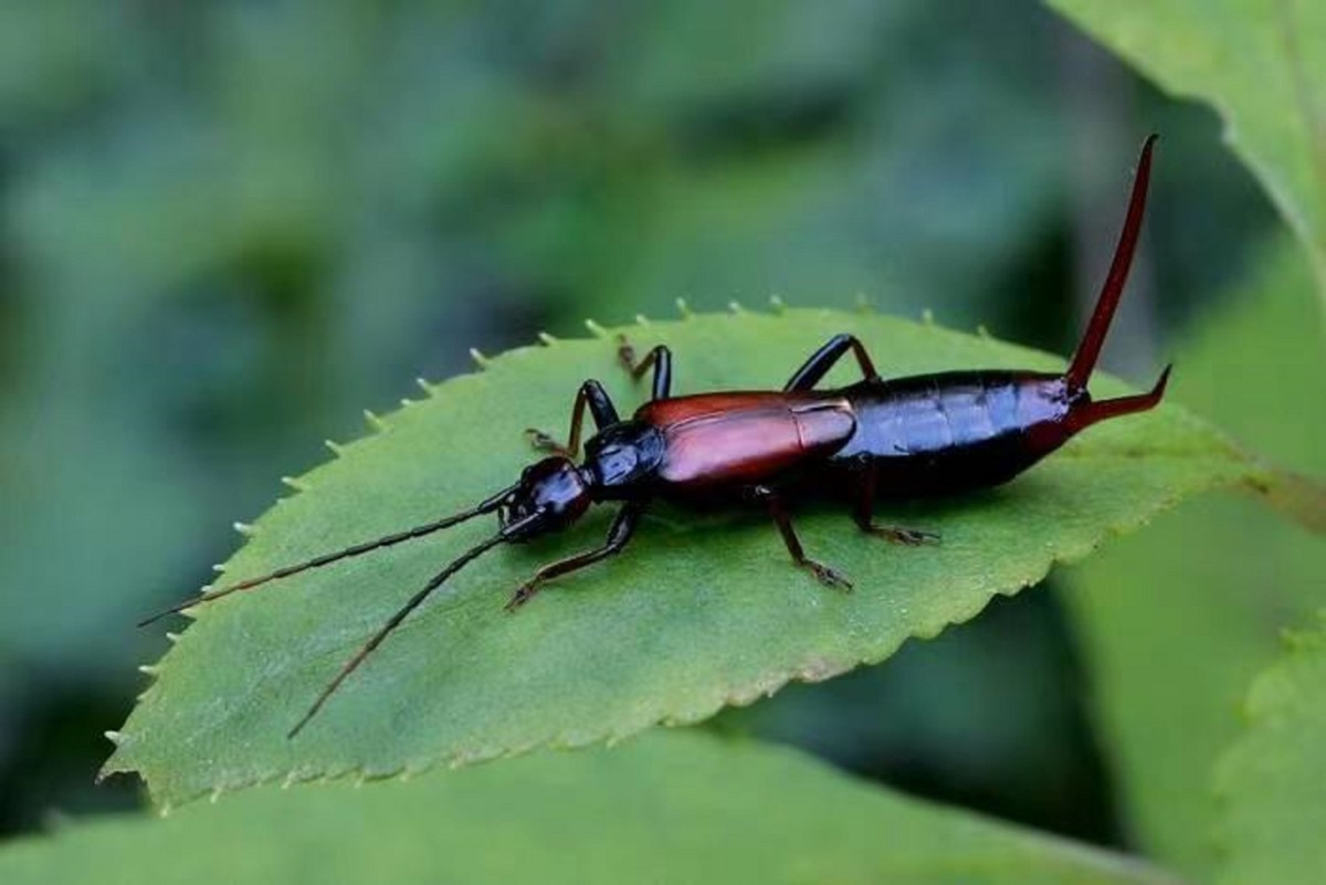 最护犊子的鸟类,蠼螋生命力顽强