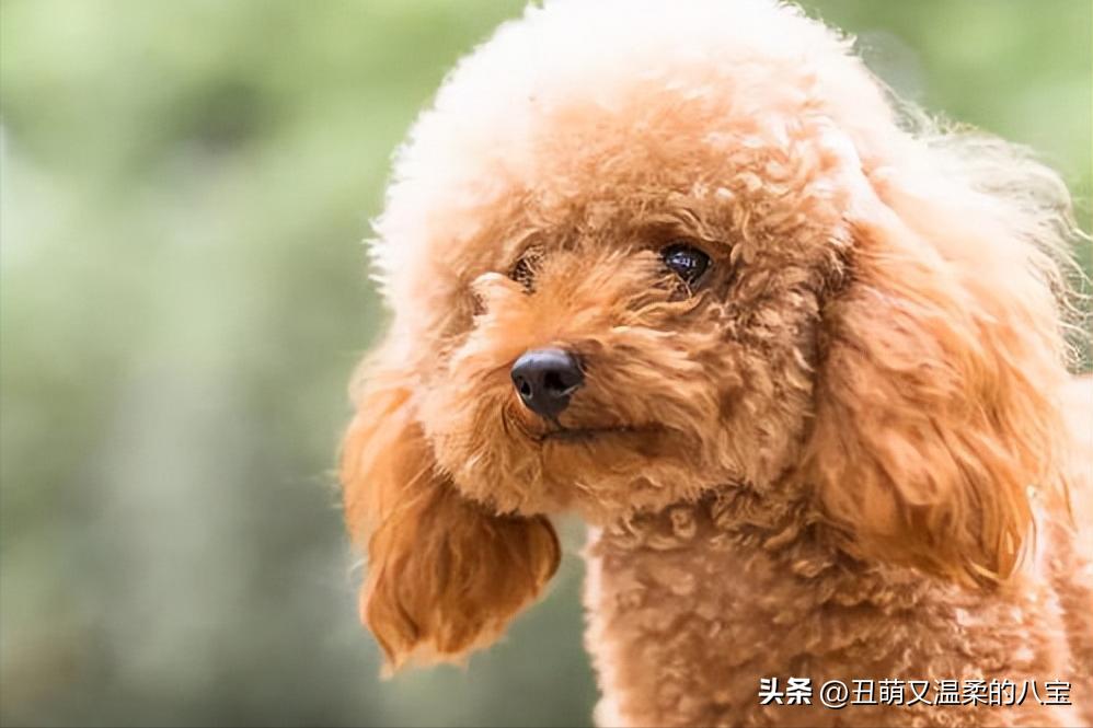 泰迪拉稀最佳治疗方法,成年泰迪突然拉稀带血怎么治疗