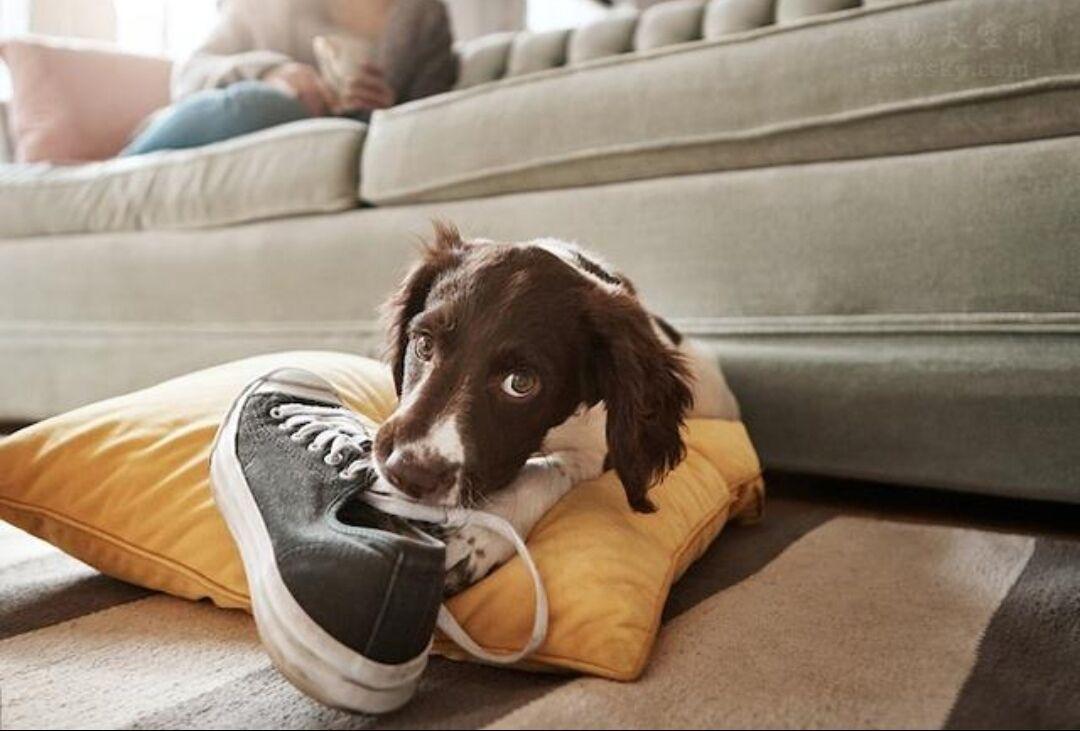 狗狗对你忠心会有这几种表现,狗狗对你爱的表现有哪些