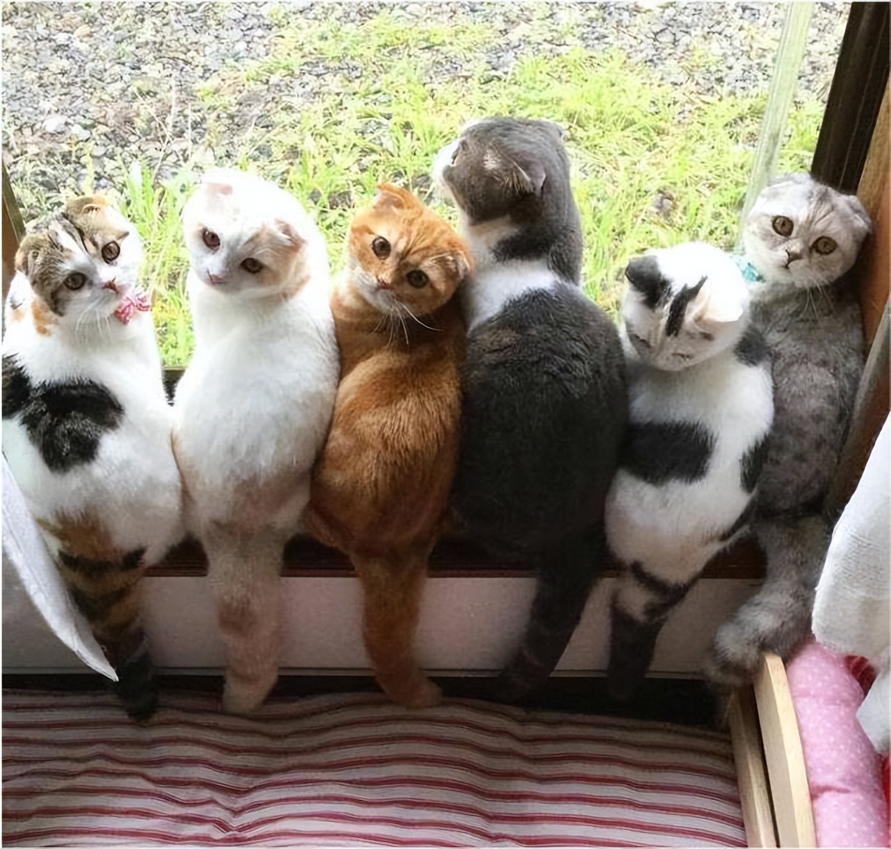 这几个猫咪的“性”冷知识，你知道吗？