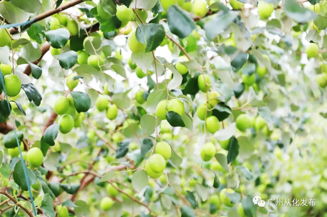 两人从化两天一夜游玩攻略,去从化玩的攻略