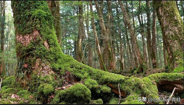日本自杀森林究竟隐藏着什么秘密?为何如此诡异
