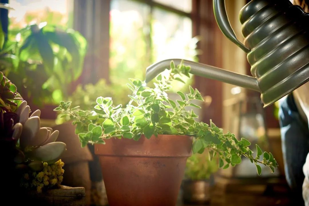 回家过年植物没人浇水怎么办,放假回家植物怎么办