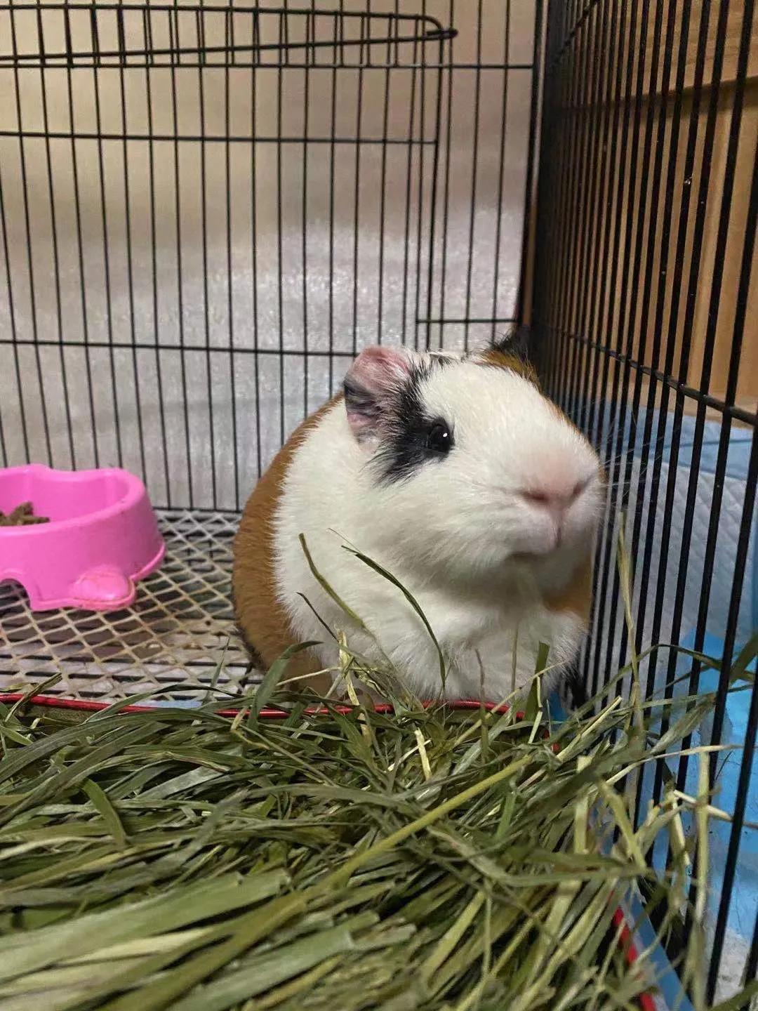 荷兰猪多久可以养熟啊,荷兰猪迟迟不生跟饮食有关系吗