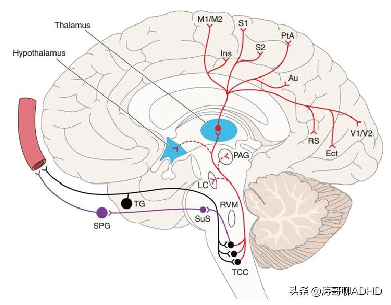 多动症adhd混合型,adhd多动症智商低