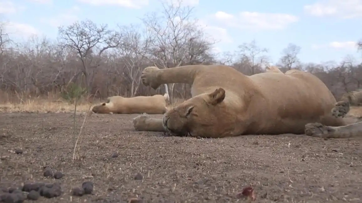 哈士奇有野外生存能力吗？将十只哈士奇放到非洲大草原会怎么样？