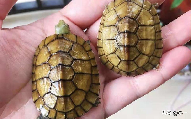 新手养龟的基本知识,入门养龟用什么龟缸