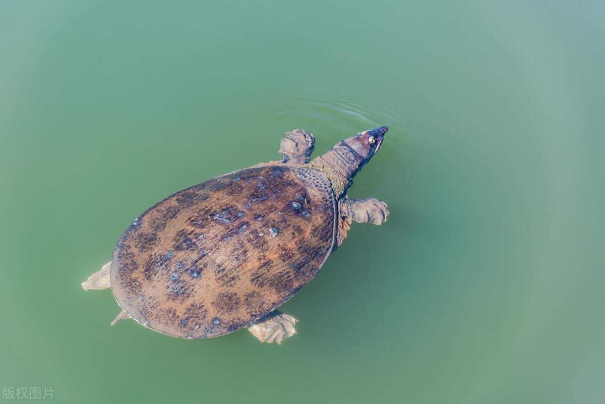 农村大集买的东西是真的吗,大集上这种东西别再买了