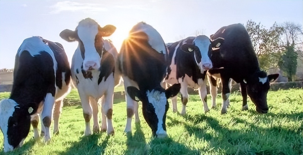 圣元这个牌子口碑怎么样,圣元十大品牌