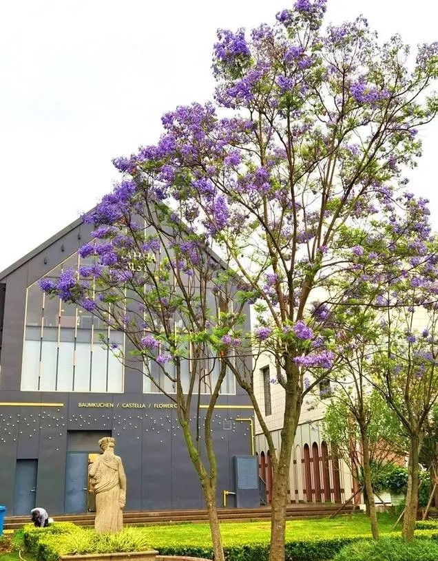 昆明蓝花楹最佳观赏期,颜值爆表昆明十大蓝花楹打卡指南