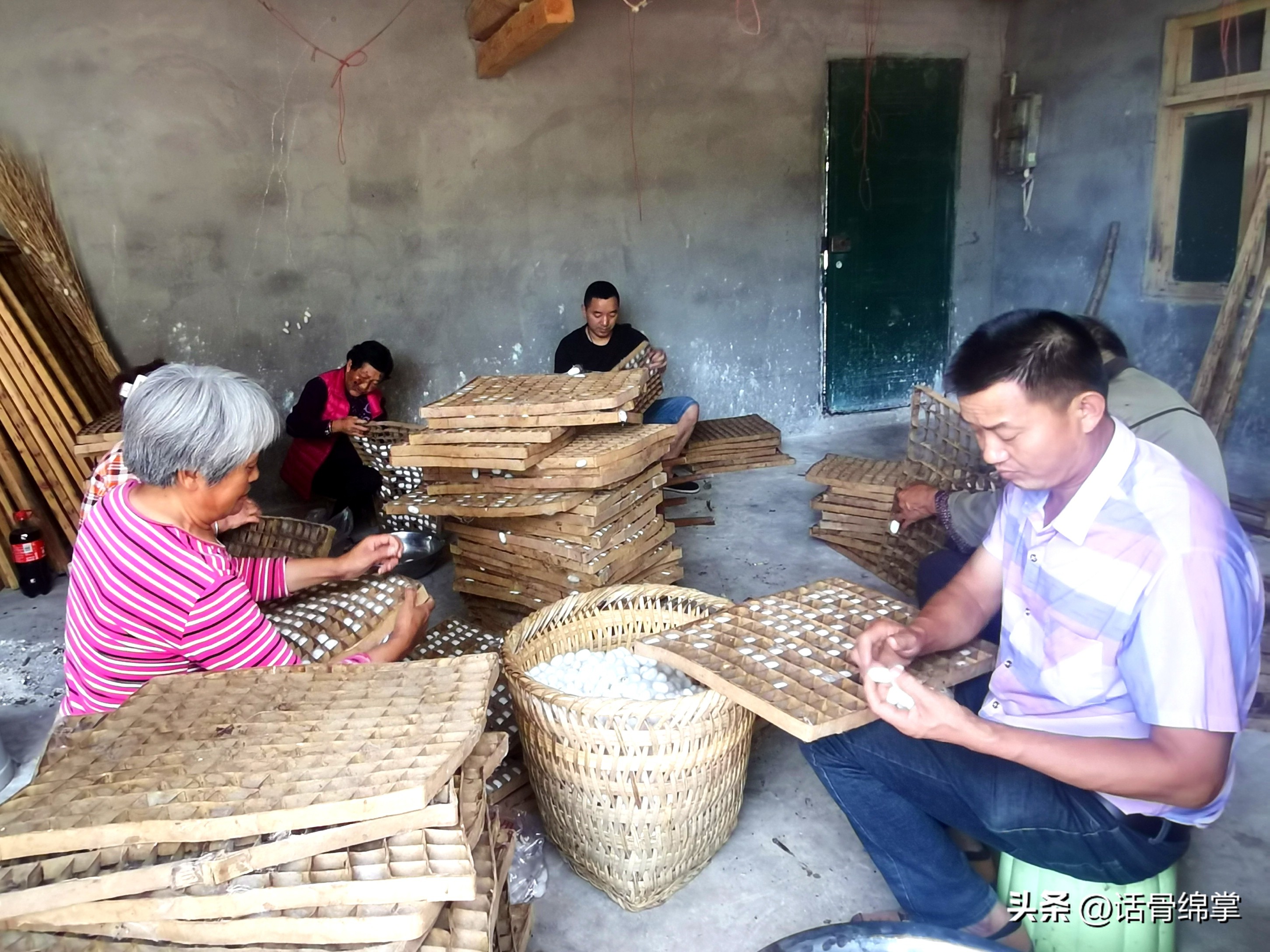 小春蚕结出“致富茧”蚕农增收有“丝”路