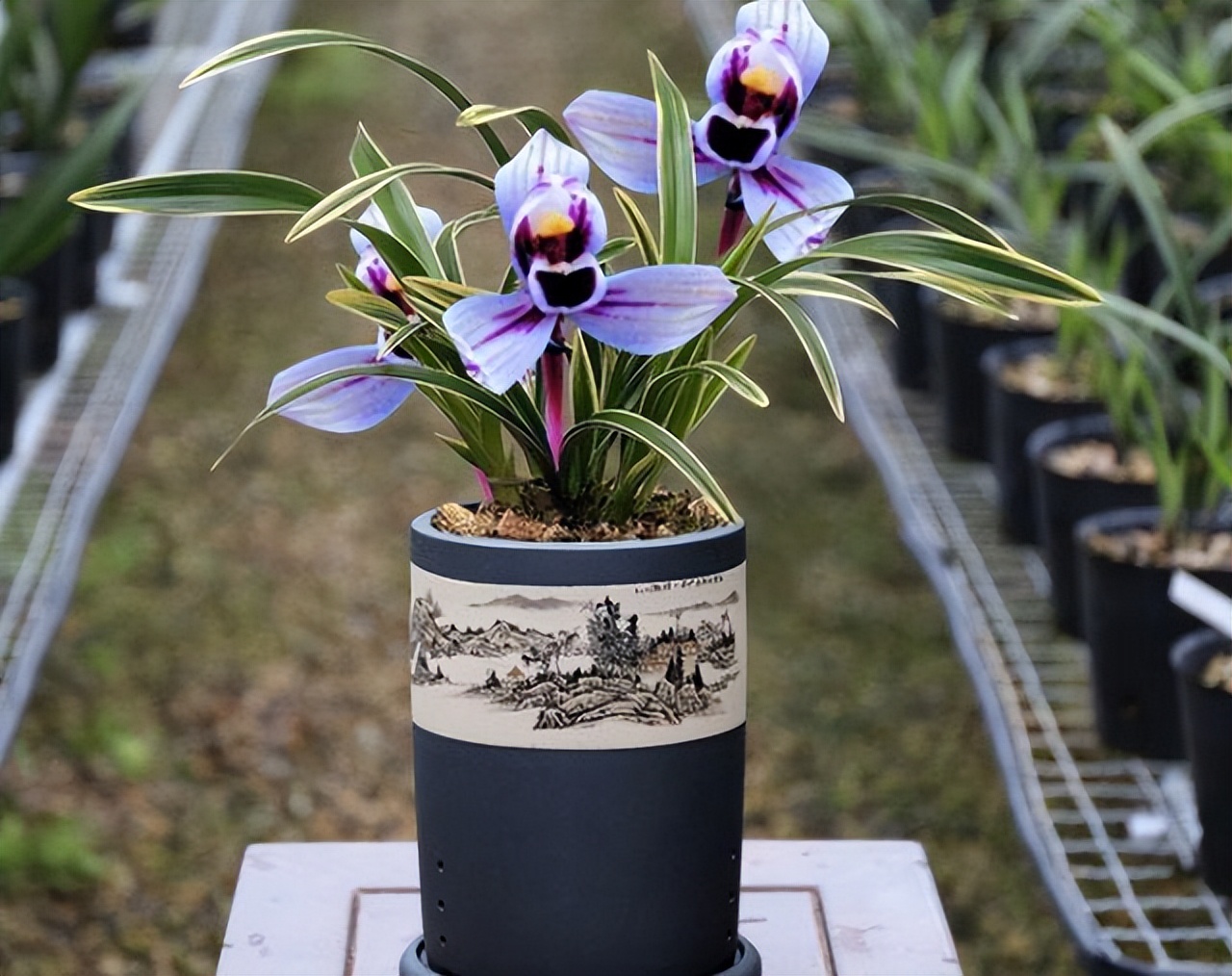 紫色的兰花四季兰,四季开花的紫月兰