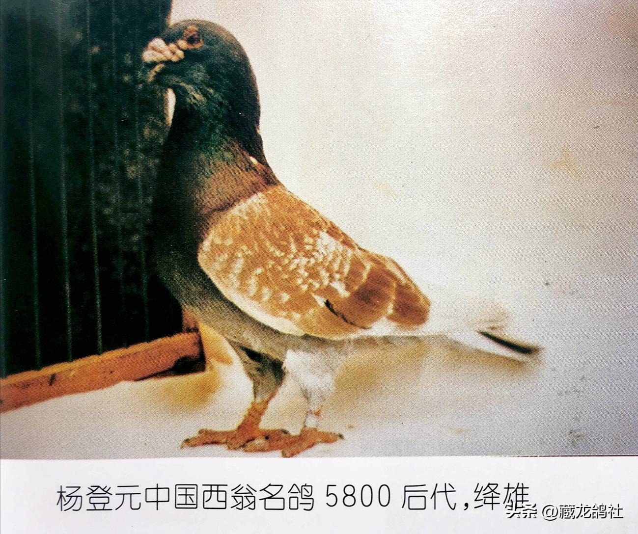 当杨登元走宝之后——“坏脚雌”和“牛皮阿倪”的故事