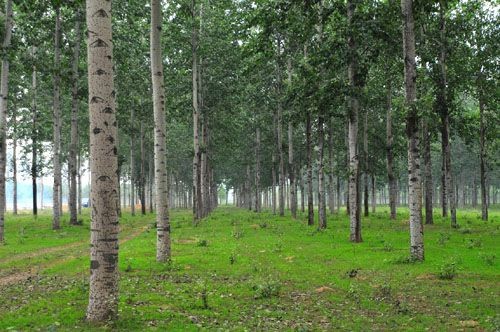 “万里大造林”的*相贵陈**：开悍马花182万买手机号，08年成阶下囚