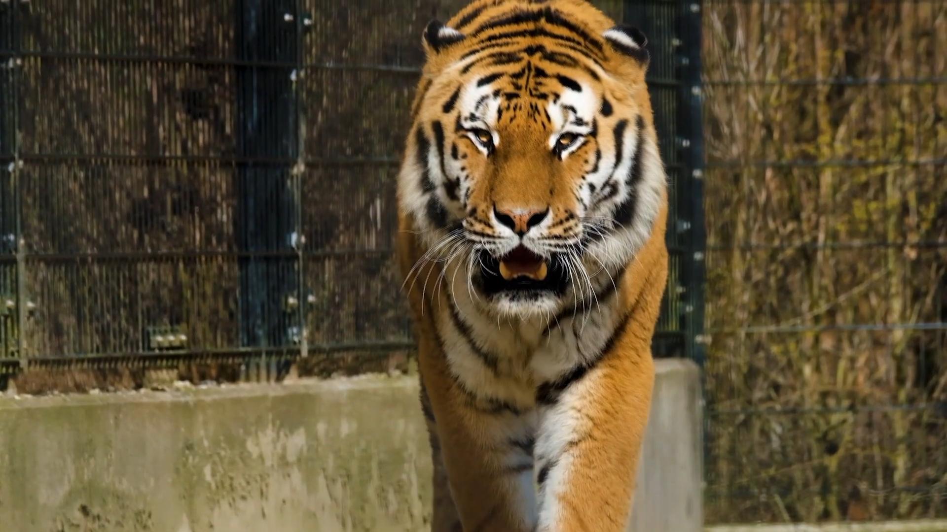 东北虎和东北棕熊谁厉害,东北虎和棕熊体重相同谁厉害