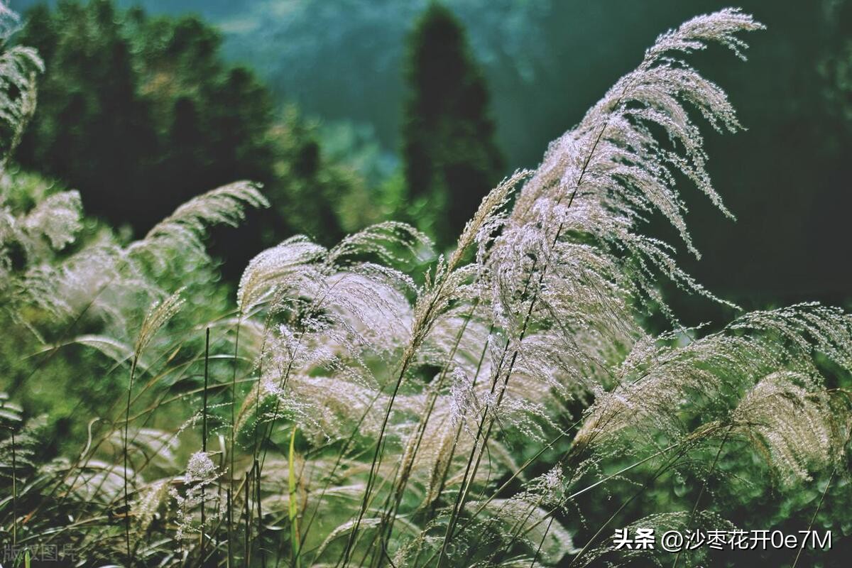 行走的青春免费观看完整版,小说行走的青春