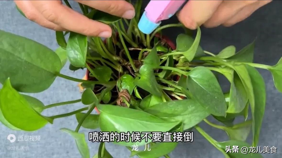 酵母粉养花的小技巧,酵母粉养花啥原理