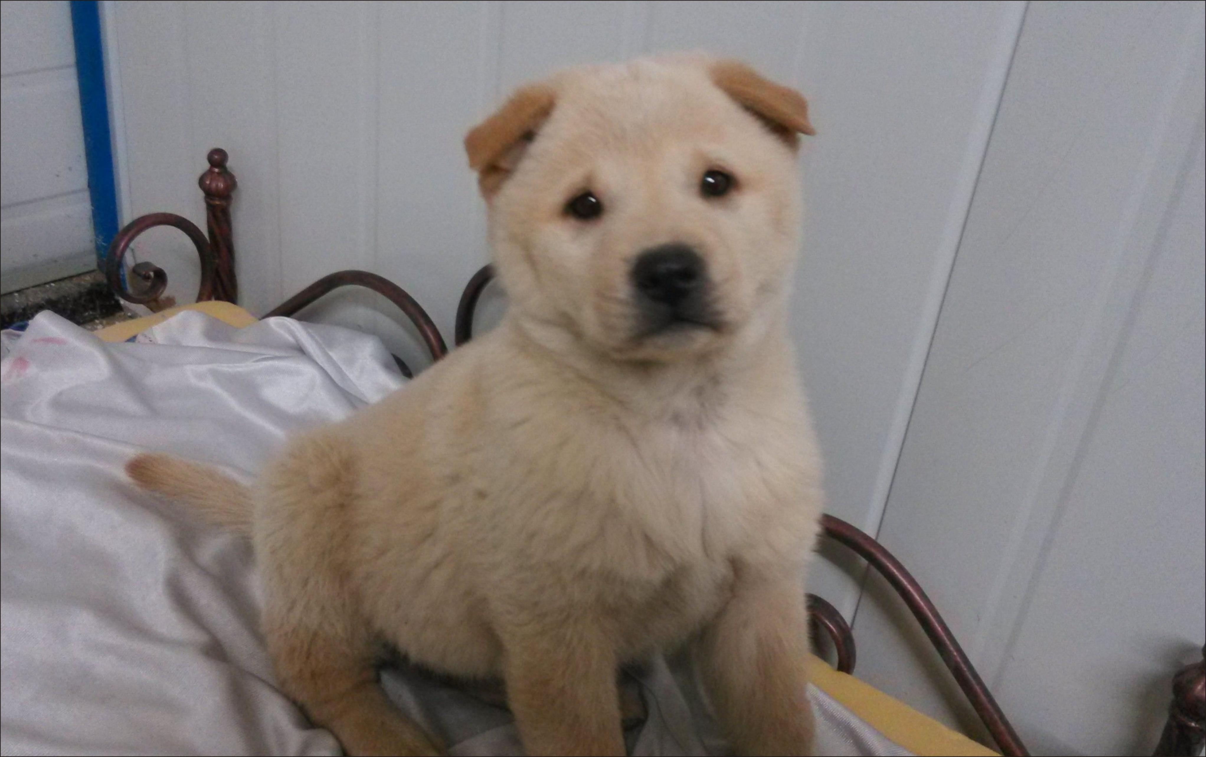 浦东一家被“退市”的公司，曾养过的“开光”狗狗，在苏州被发现