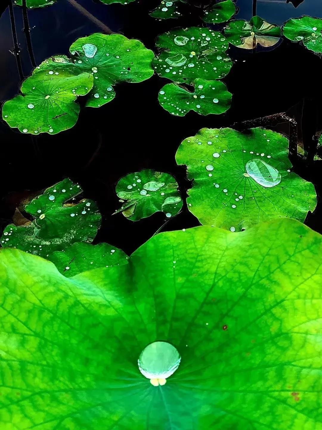 散文中的人生,散文欣赏人生