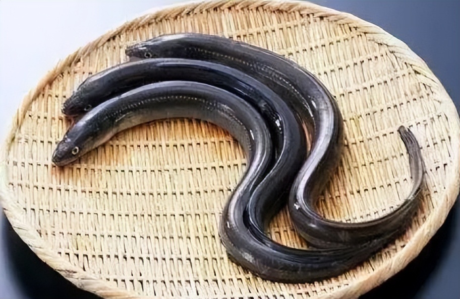 鱼子酱25万一小勺,顶级鱼子酱为什么这么贵