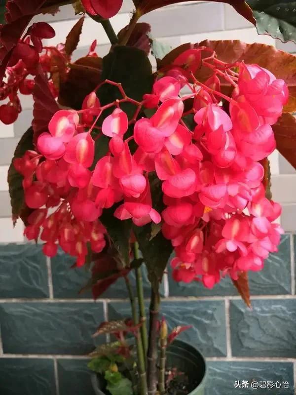 竹节海棠有根无叶能活吗,竹节海棠能否长久日照