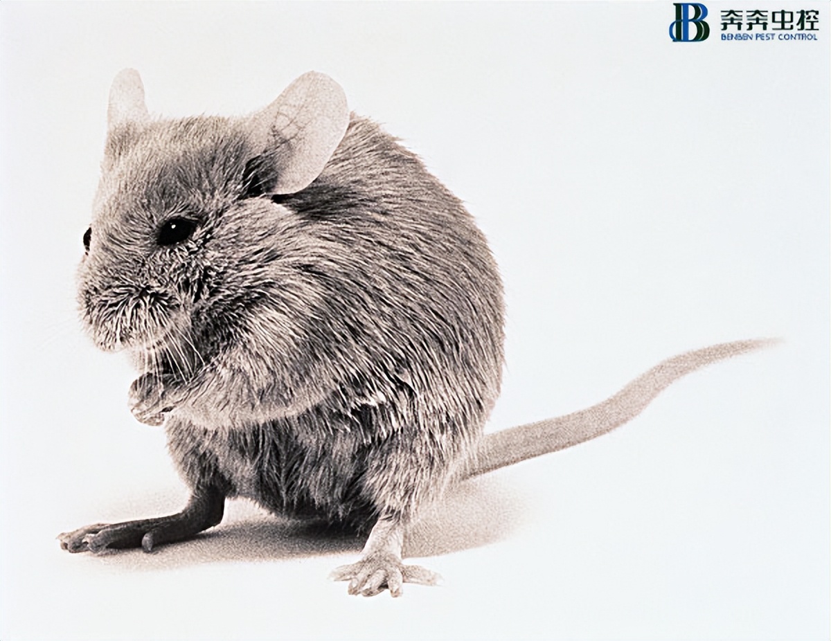 为什么要灭鼠公司上门灭老鼠,酒店老鼠最彻底消灭的方法