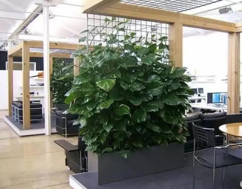 适合养办公桌上的5种盆栽小绿植,什么大盆绿植适合室内养不怕冷