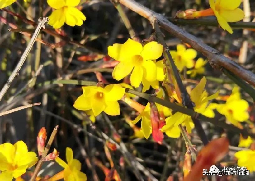 姥娘家的院子,姥娘家