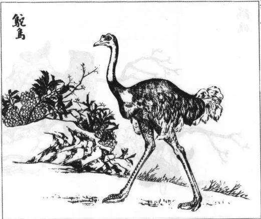 世界都有哪些神奇的动物??「坤舆全图」告诉你